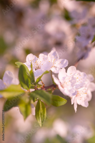 Spring Symphony: Apple and Cherry Blossoms in Full Bloom