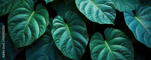 Wallpaper Mural Dark green tropical anthurium leaves. Abstract nature backdrop. Anthurium leaf close-up shows plant structure, veins. Great background, wallpaper, eco, botanical themes. Use for organic cosmetics Torontodigital.ca