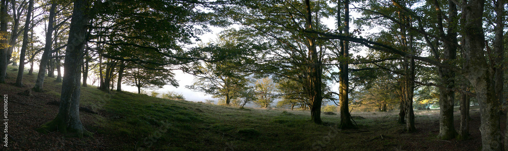 Panoramic view of a picturesque valley in the morning light, fog, meadows and morning light, spring rural landscape