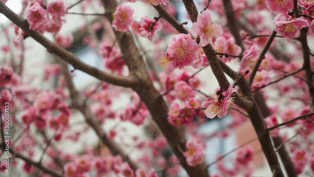 Pink plum blossoms Pink plum blossoms