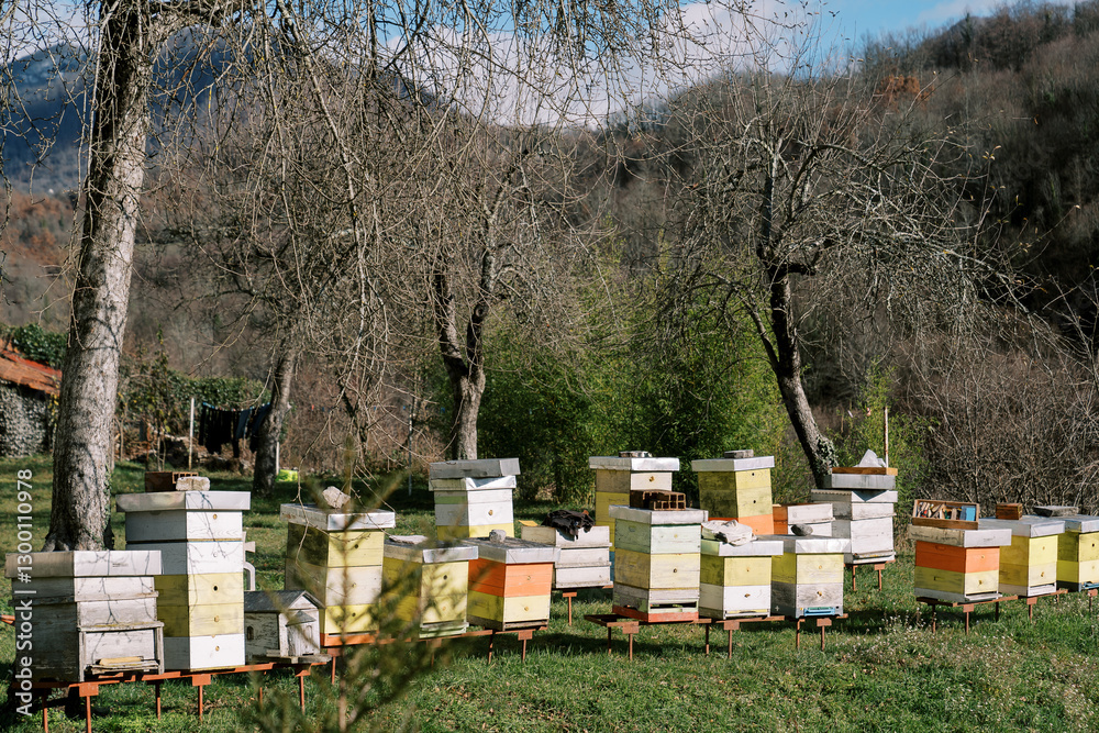 Colorful beehives in an apiary among the trees at the foot of the mountains Colorful beehives in an apiary among the trees at the foot of the mountains