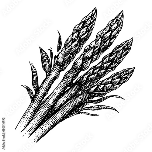 Fresh asparagus bundle illustrated in black and white showcasing fine details of stalks and tips