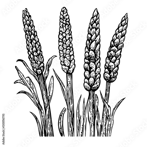 Detailed botanical illustration of wheat stalks in various stages of growth against a plain background