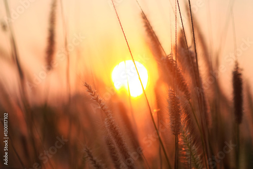 Wallpaper Mural Grass flower on sunset background, soft focus, vintage tone. Torontodigital.ca