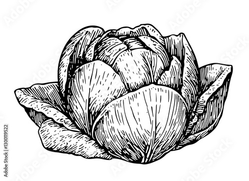 Intricate sketch of a beautifully detailed cabbage surrounded by leaves showcasing natural textures and fine artistry