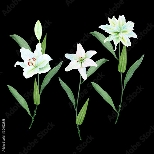 White lily flowers with stems watercolor illustration set isolated on black. lackHigh quality clip art perfect for cards, posters, stickers, Easter, christening spring, mother's day, wedding cards