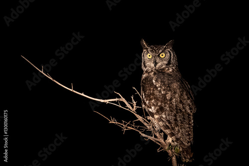 Fotografie Spotted Eagle-Owl (Bubo africanus) at night