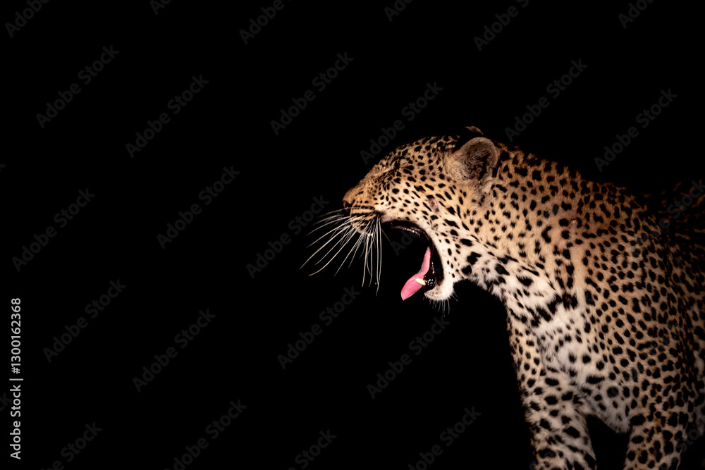 Fototapeta premium South Africa, Sabi Sand, Leopard (Panthera pardus) yawn at night