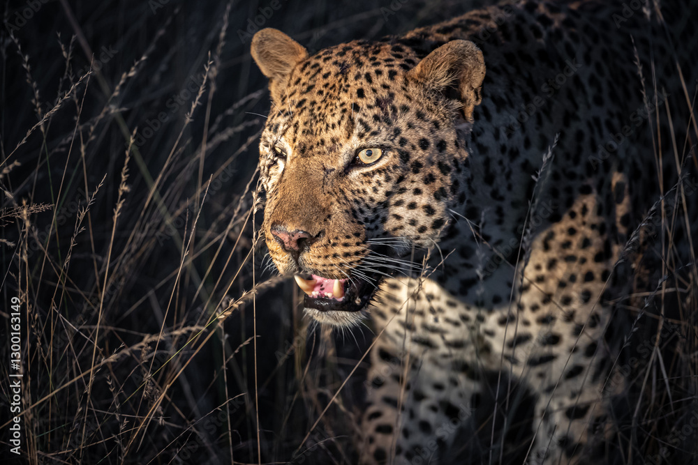 Fototapeta premium South Africa, Sabi Sand, Leopard (Panthera pardus) at night