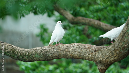 The docile doves having a rest on the trees branch in the garden