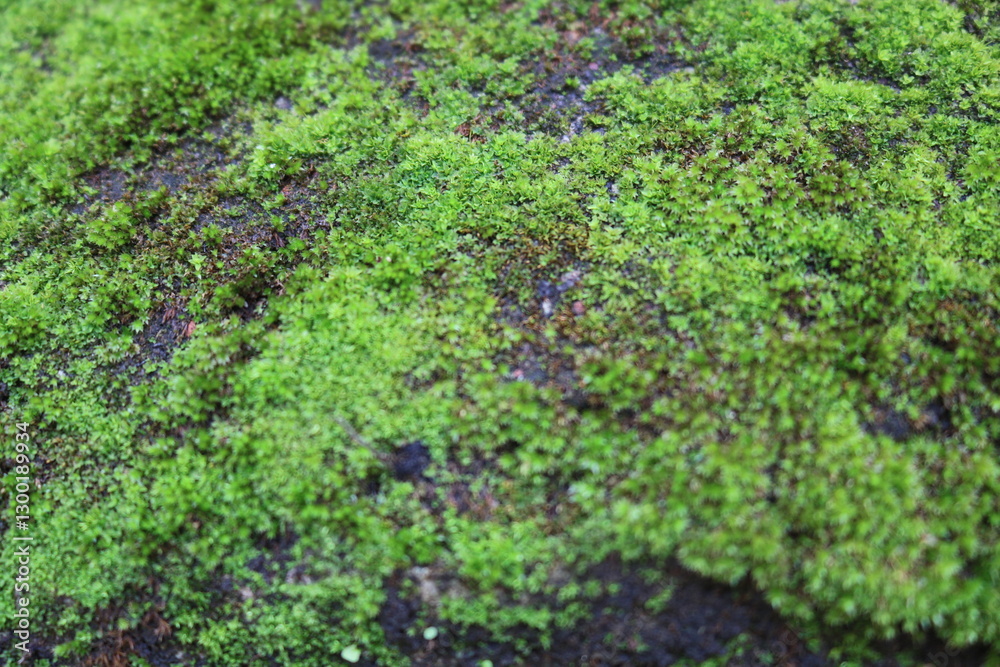 A vibrant carpet of green moss spreads across the damp earth, creating a lush, natural texture. A vibrant carpet of green moss spreads across the damp earth, creating a lush, natural texture.