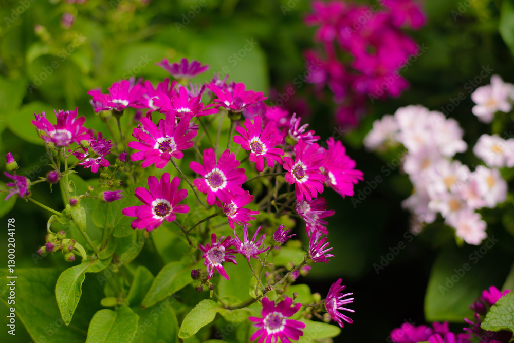 Cineraria flowers in the botanical garden of a north of Thailand. Cineraria flowers in the botanical garden of a north of Thailand.