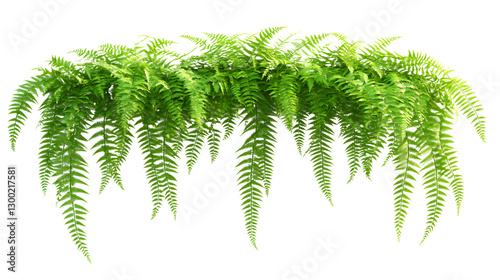Green leaves tropical foliage plant bush of cascading Fishtail fern isolated on white or transparent background