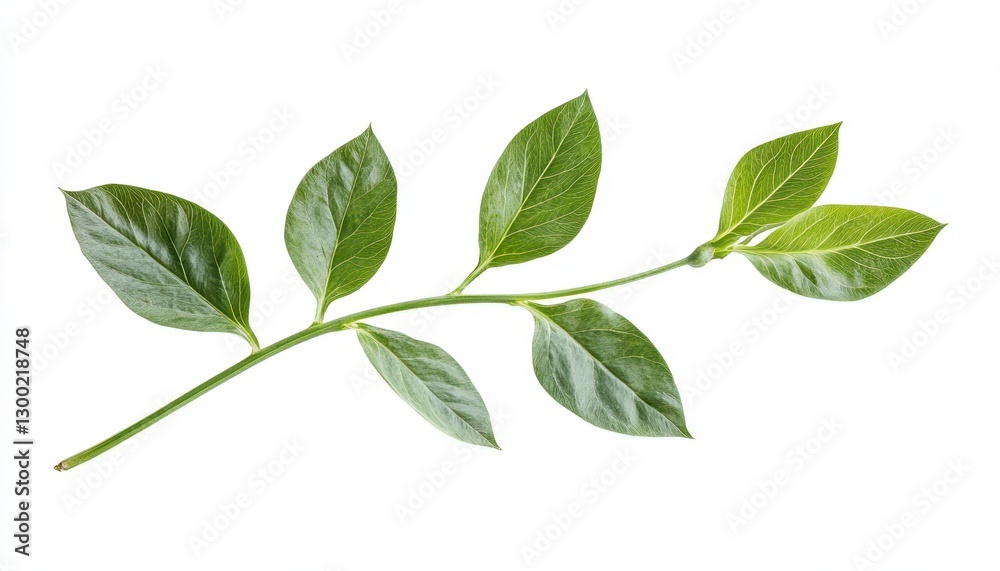 Fresh Green Leaves Isolated on White Background Fresh Green Leaves Isolated on White Background