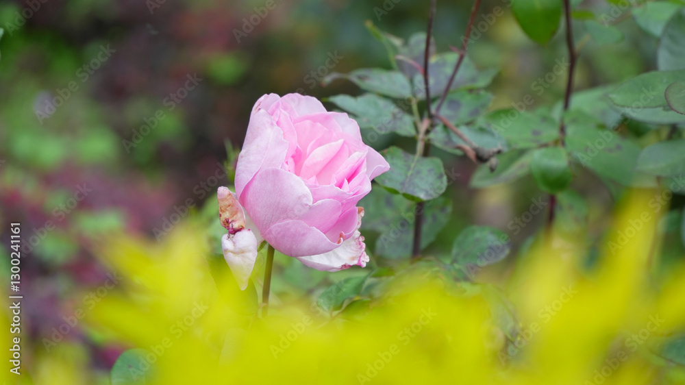 Obraz premium Pink Rose in a Lush Green Garden -Close-Up