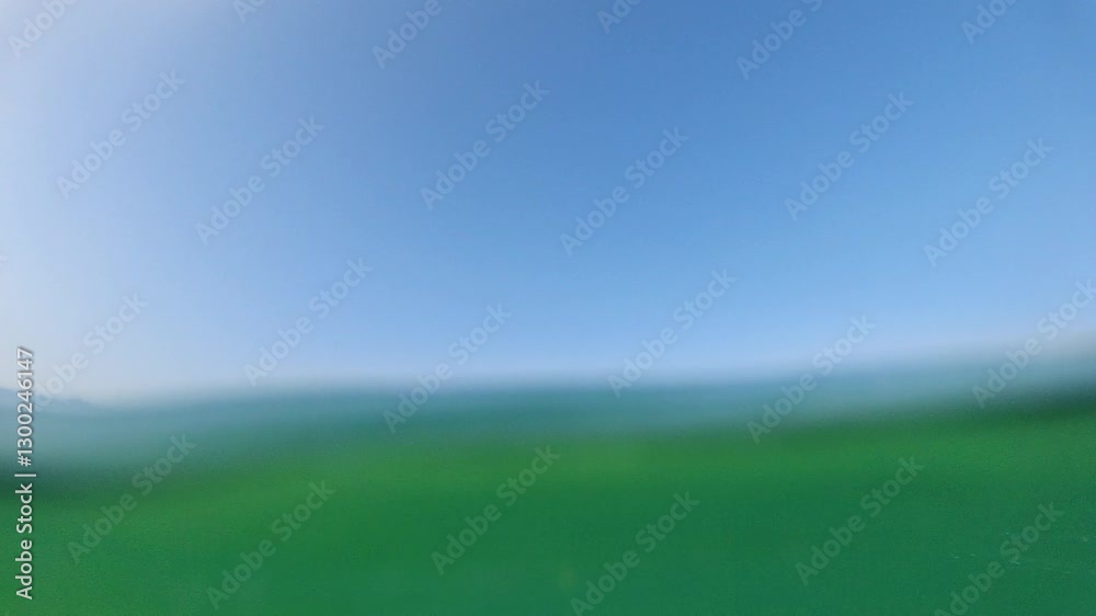 Slow Motion Baby Turtle Swimming on the Surface, Sri Lanka Slow Motion Baby Turtle Swimming on the Surface, Sri Lanka