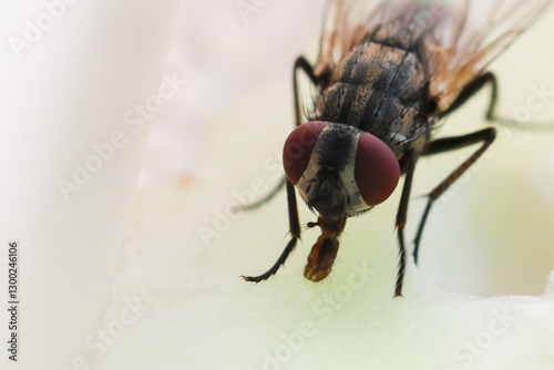 Fly or housefly looking for food. Flies are carriers of various diseases such as food poisoning, dysentery, cholera.