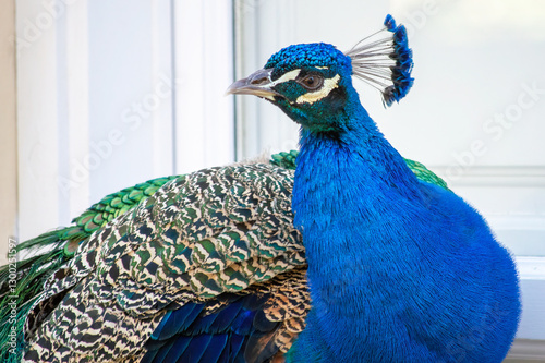 Pavo real en los jardínes del Carmen de los mártires de Granada.