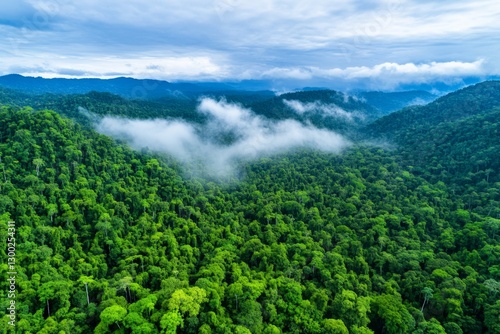 A rainforest absorbing COâ‚‚, with arrows indicating carbon sequestration by trees