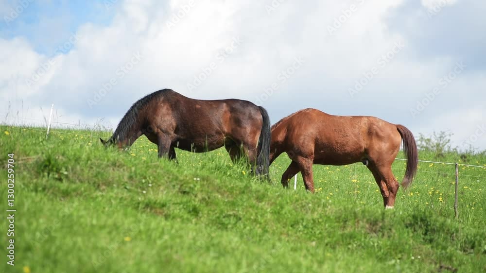 Two brown horses grazing in a meadow on a pasture hill in the rural countryside with idyllic peaceful blue sky and white clouds background Two brown horses grazing in a meadow on a pasture hill in the rural countryside with idyllic peaceful blue sky and white clouds background