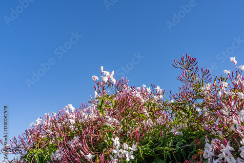 Jasminum polyanthum, the many-flowered jasmine, pink jasmine, or white jasmine, is a species of flowering plant in the olive family Oleaceae, Mount Woodson Rd, San Diego County, California