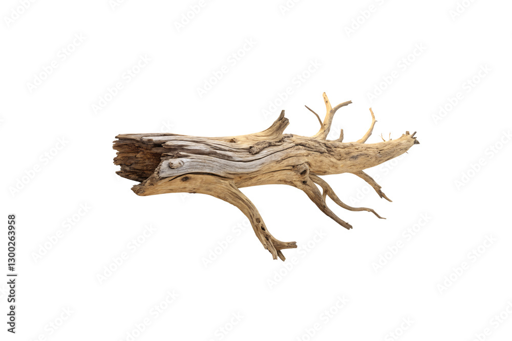 Fototapeta premium A bleached, weathered log with twisted, reaching limbs, evoking themes of nature’s passage, time’s erosion, and organic elegance sculpted by the elements, isolated on a transparent background
