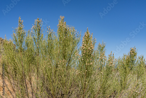 Mount Woodson Rd, San Diego County, California. Baccharis sarothroides is a North American species of flowering shrub, broom baccharis, desertbroom, greasewood, rosin-bush and groundsel in English 