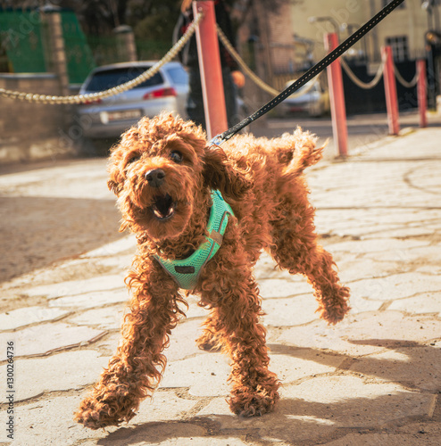 A curly-haired poodle in a turquoise harness pulls on its leash while barking, full of energy and excitement. The sunlight enhances the warm tones of its fur, highlighting its playful personality
