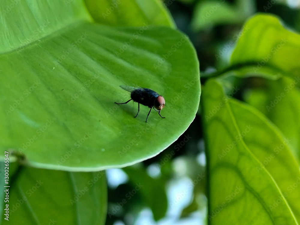 Flies with red eyes and thin wings landed on trees. This type is often seen flying in kitchens and trash cans. Flies with red eyes and thin wings landed on trees. This type is often seen flying in kitchens and trash cans.