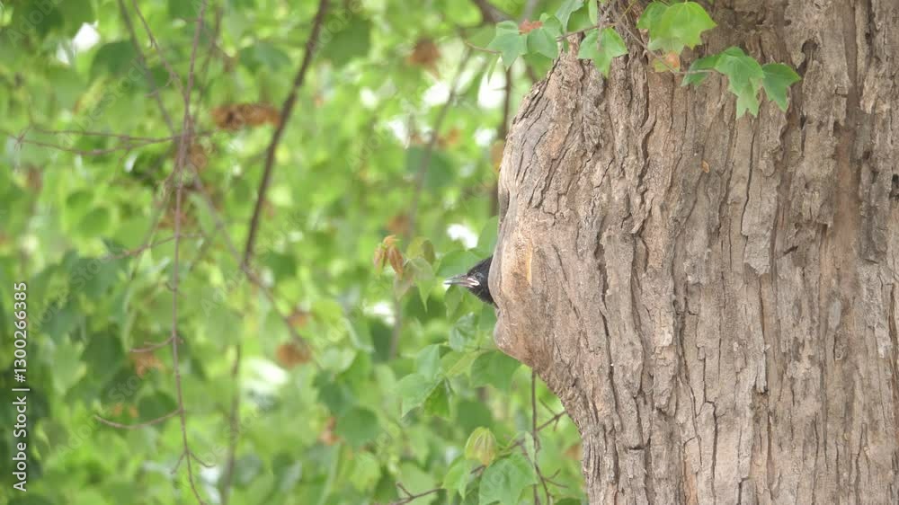 Side view of Green Wood Hoopoe chick sticking head out of nest hole in tree, begging adults for food Side view of Green Wood Hoopoe chick sticking head out of nest hole in tree, begging adults for food