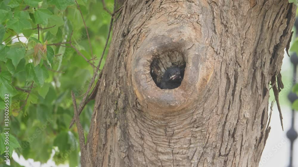 Green Wood Hoopoe chick sits in nest hole in tree, calling to adults Green Wood Hoopoe chick sits in nest hole in tree, calling to adults