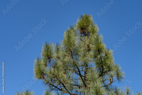 Coulter pine (Pinus coulteri), or big-cone pine, is a conifer in the genus Pinus of the family Pinaceae. Mount Woodson Rd, San Diego County, California. photo