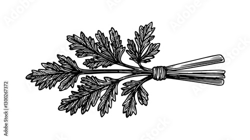 Vector engraved illustration depicting a bundle of fresh parsley with detailed leaves and stems