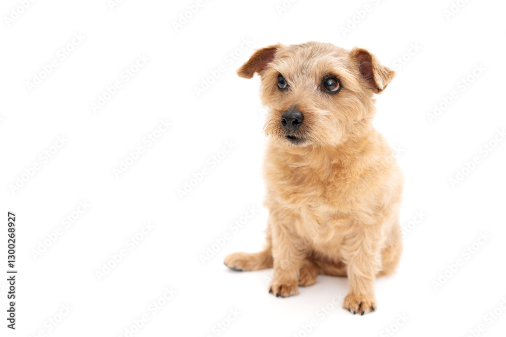 Norfolk Terrier Dog isolated on white background Norfolk Terrier Dog isolated on white background