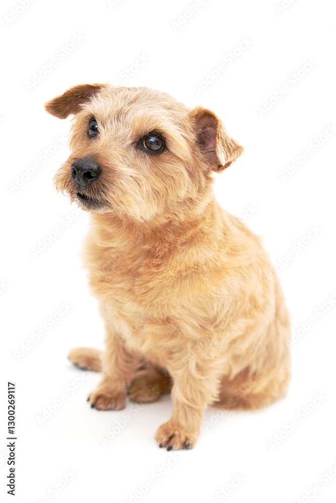 Norfolk Terrier Dog isolated on white background Norfolk Terrier Dog isolated on white background