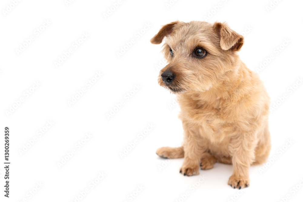 Norfolk Terrier Dog isolated on white background Norfolk Terrier Dog isolated on white background