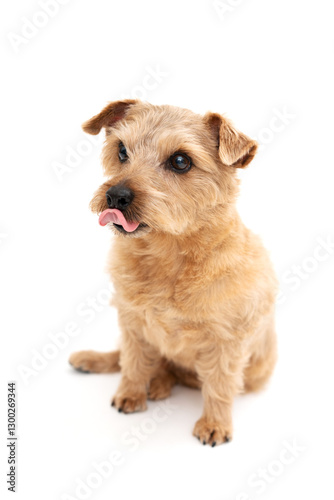 Norfolk Terrier Dog isolated on white background