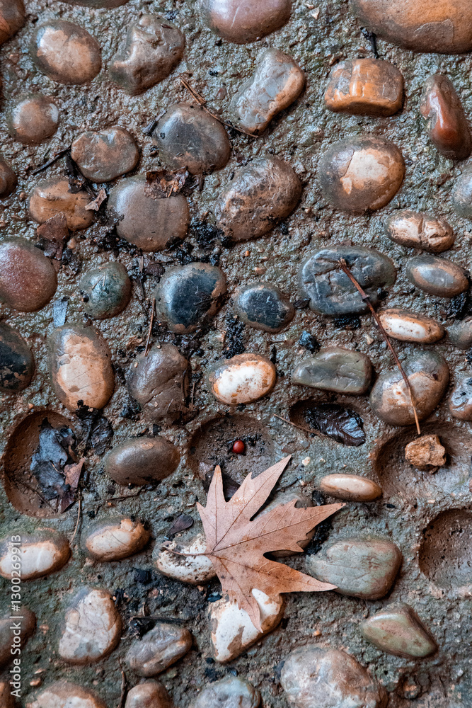 Pebbles and fallen oak leaves on the ground. Abstract background and texture Pebbles and fallen oak leaves on the ground. Abstract background and texture