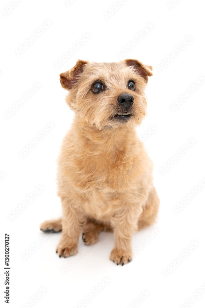 Norfolk Terrier Dog isolated on white background Norfolk Terrier Dog isolated on white background