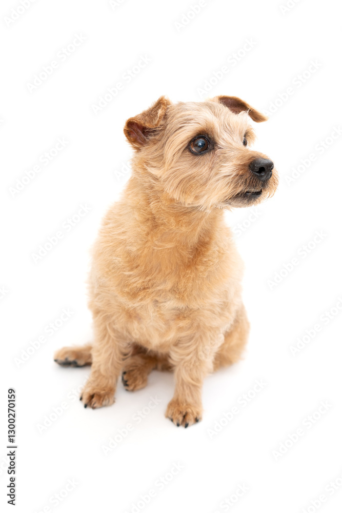 Norfolk Terrier Dog isolated on white background Norfolk Terrier Dog isolated on white background