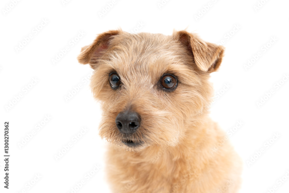 Norfolk Terrier Dog isolated on white background Norfolk Terrier Dog isolated on white background