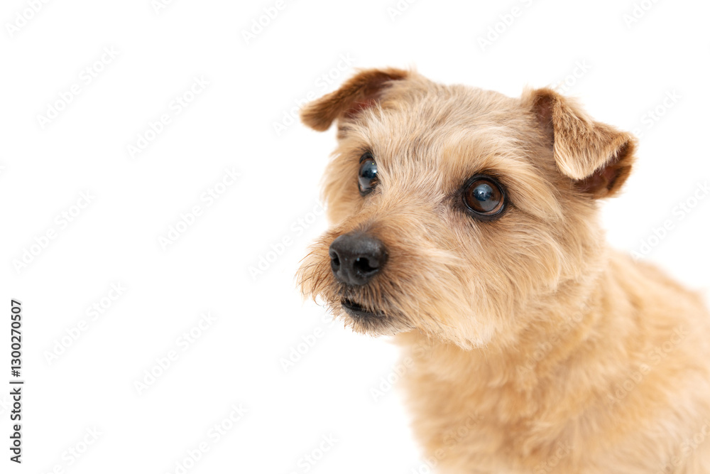 Norfolk Terrier Dog isolated on white background Norfolk Terrier Dog isolated on white background