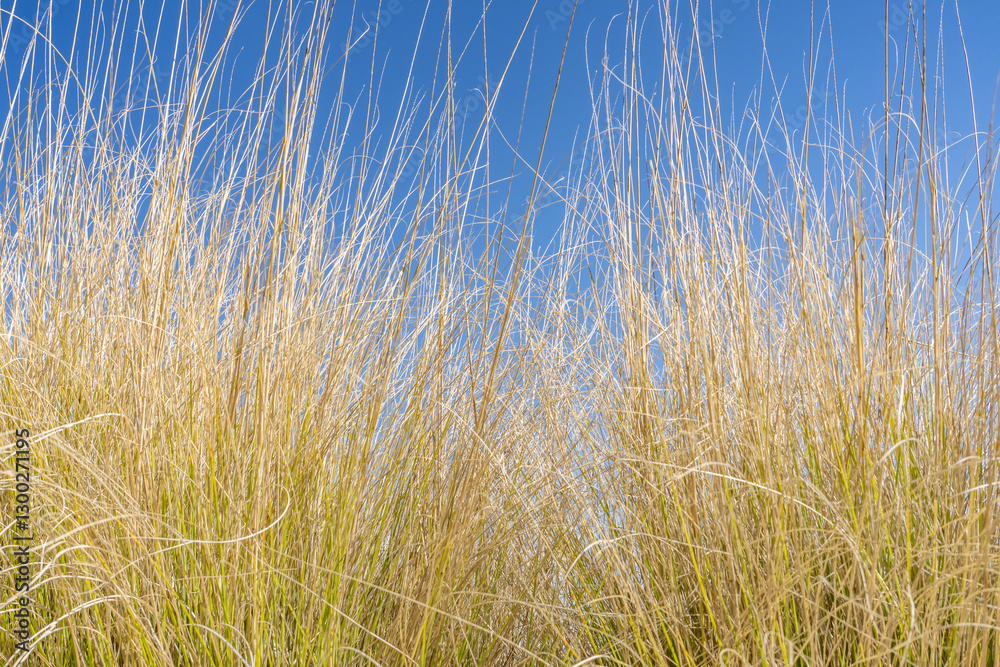 Fototapeta premium Muhlenbergia rigens, commonly known as deergrass, is a warm season perennial bunchgrass. Mount Woodson Rd, San Diego County, California