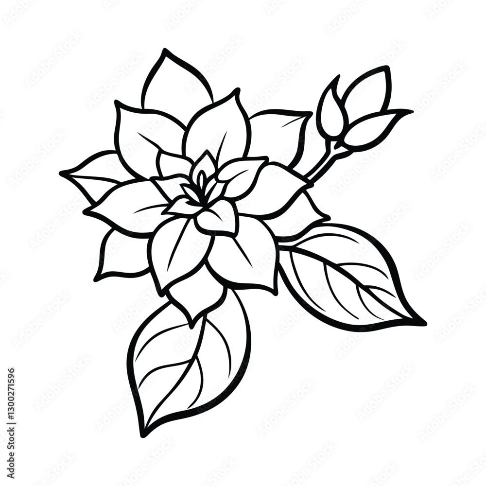 vector illustration of a Jasmine flower vector illustration of a Jasmine flower
