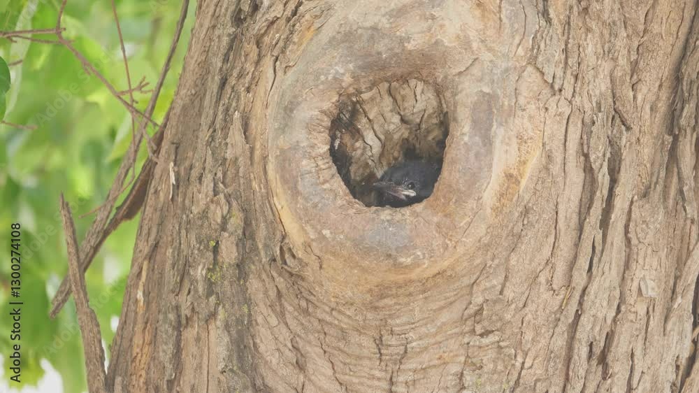 Fluffy Green Wood Hoopoe chick pops head out from nest hole in tree repeatedly Fluffy Green Wood Hoopoe chick pops head out from nest hole in tree repeatedly