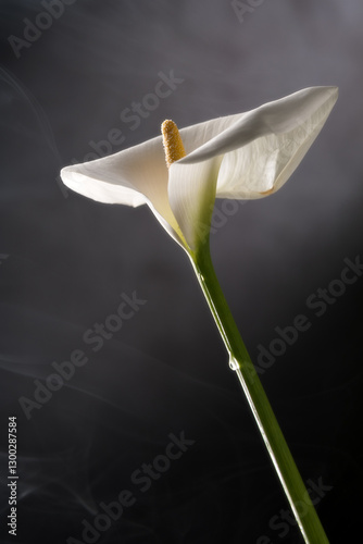 Fototapeta Naklejka Na Ścianę i Meble -  Fiore calla Zantedeschia still life
