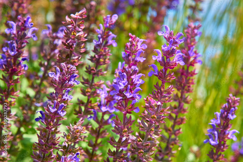 Obraz premium Sage salvia pink purple flowers on a sunny warm day