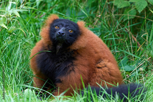 Red ruffed lemur (Varecia rubra)