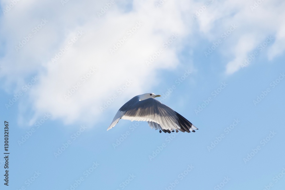 Obraz premium White bird flying in the heavenly blue sky