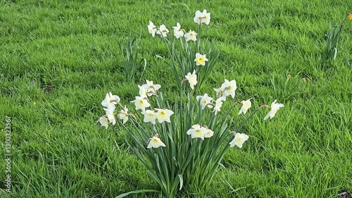 Spring bloomers: white daffodils on a green meadow. photo